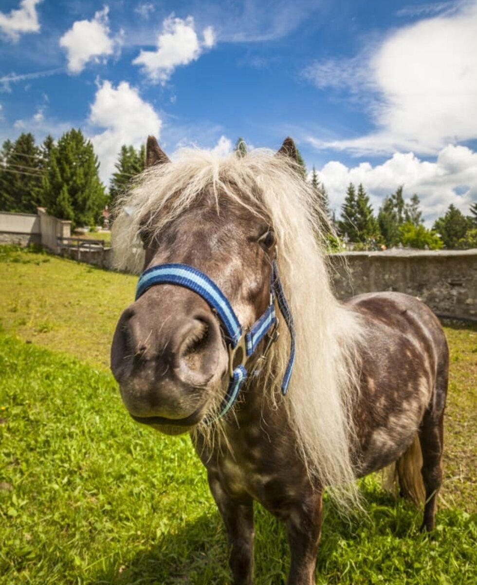 Pony Sabrina