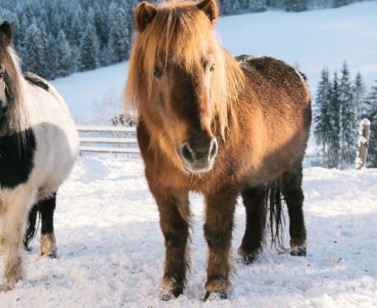 Ponys im Schnee