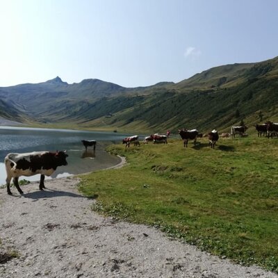 Unsere Pinzgauer Kühe am Tappenkarsee