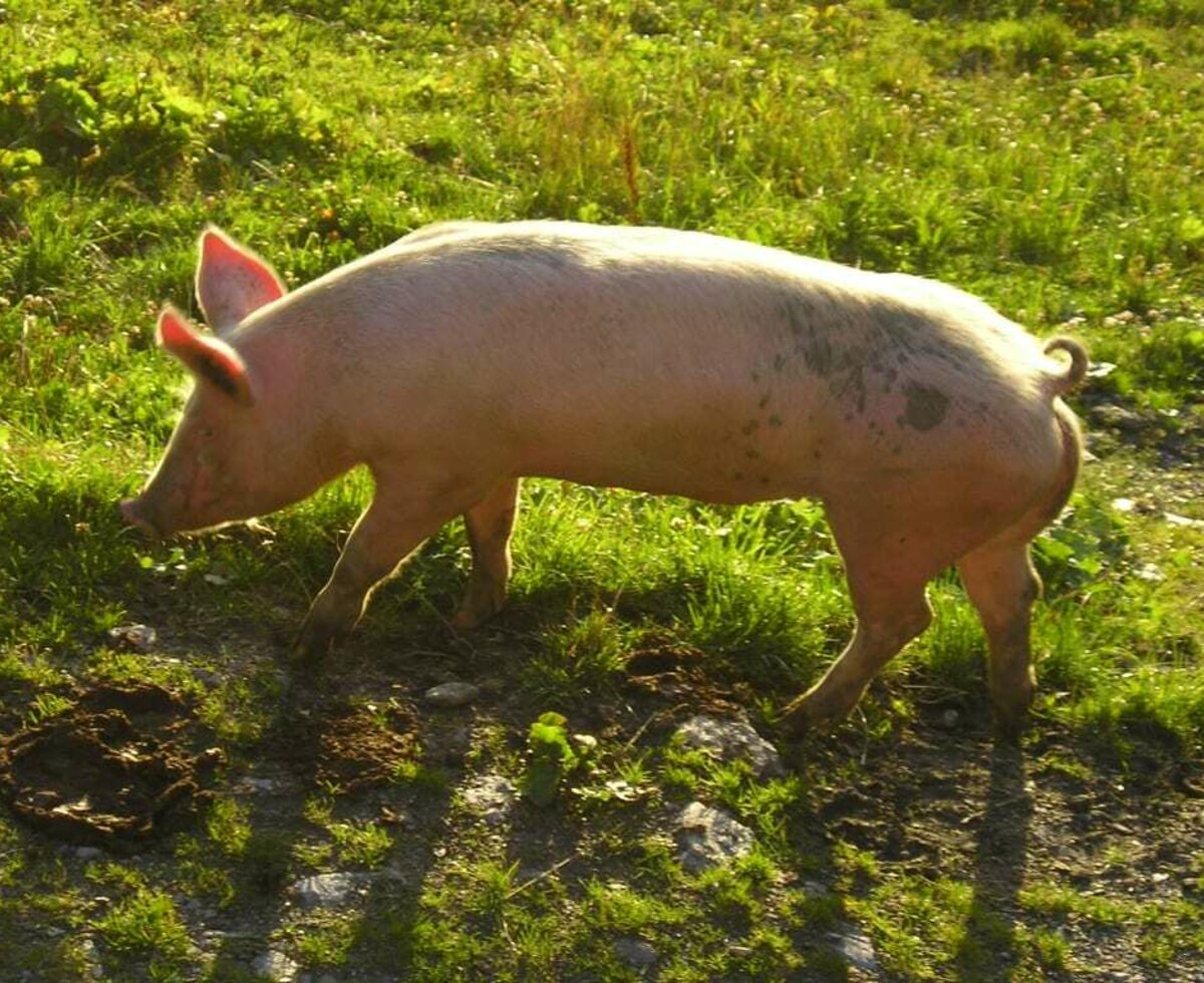 Almschwein