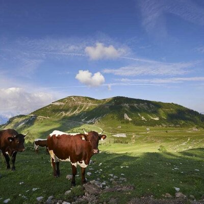 Kühe auf der Trattbergalm