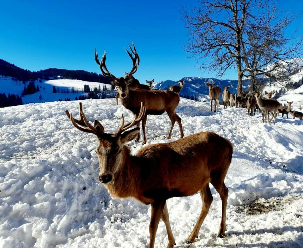 Rotwild am Hallmoosgut