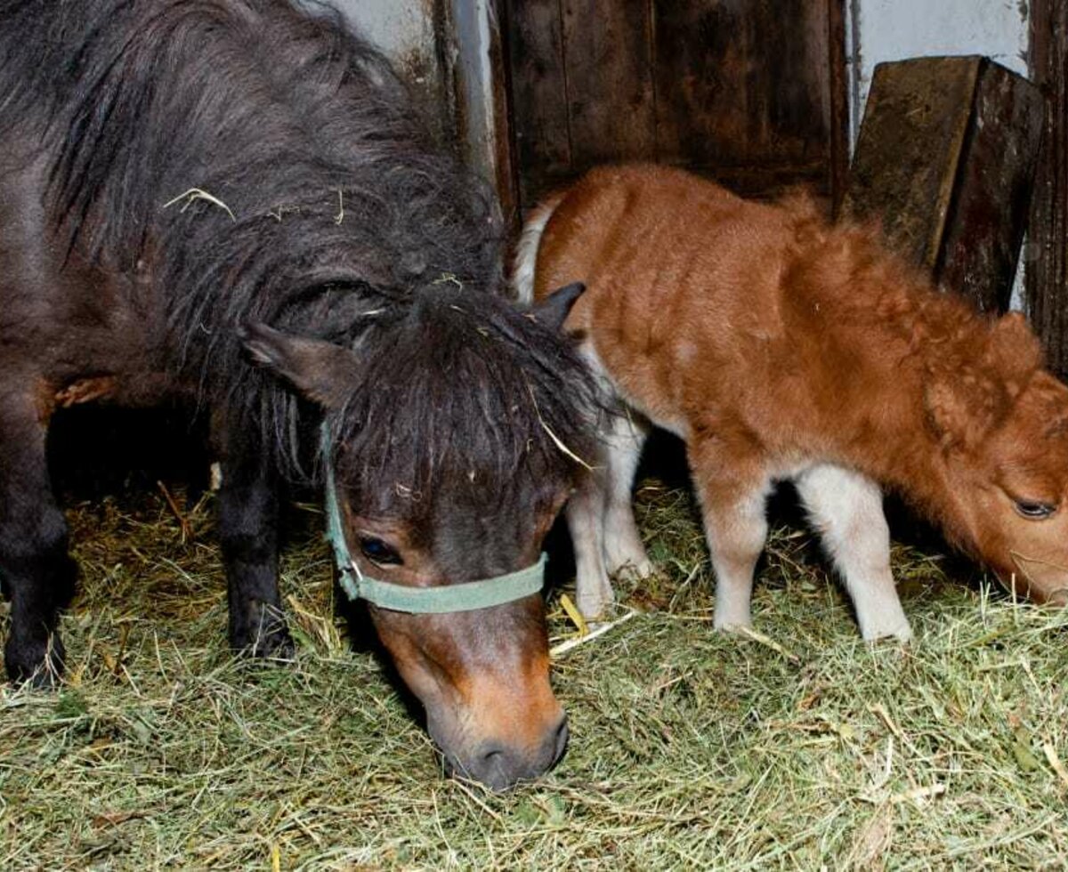 mini Pony Willi mit Mama Pauline