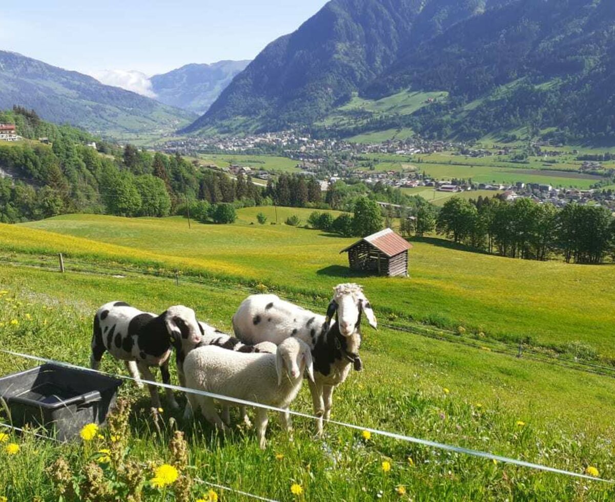 Auch unsere Schafe genießen die herrliche Ausicht.