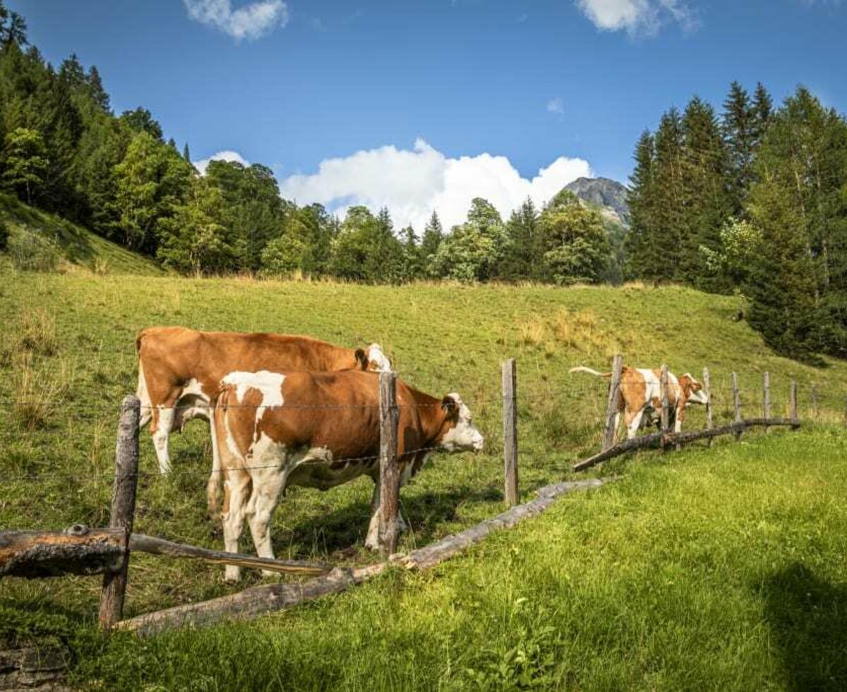 Kühe auf der Alm