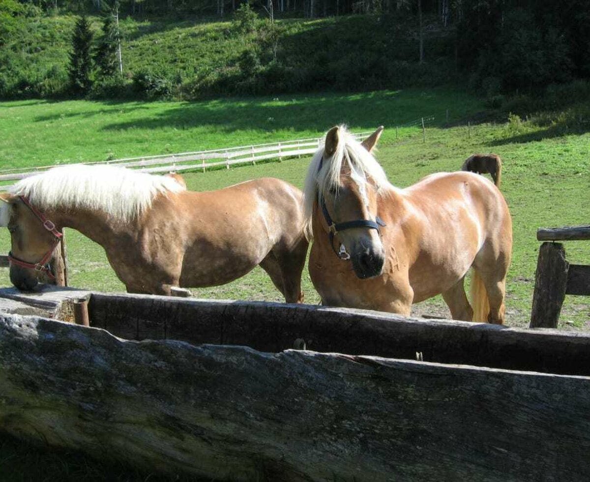 Unsere Haflinger