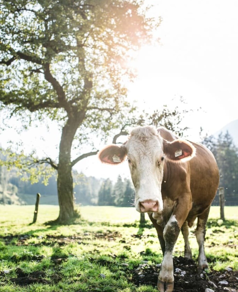 neugierige Kuh