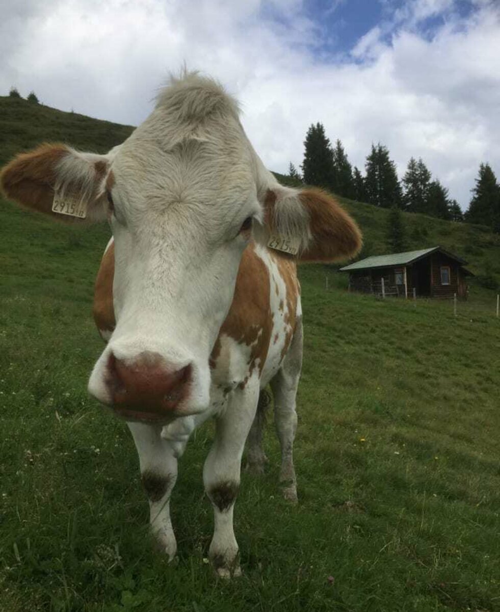 Auf der Alm