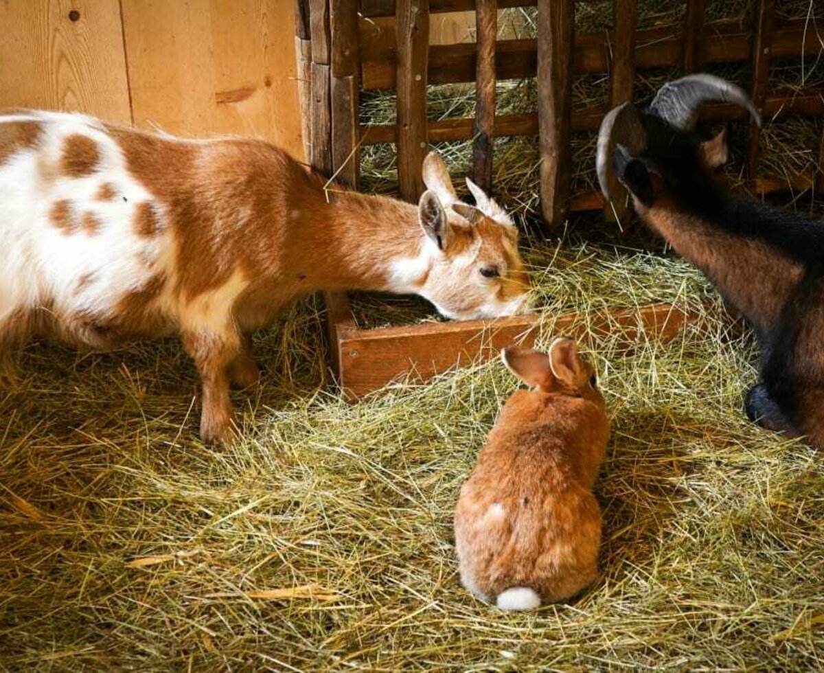 Ziegen und Hase