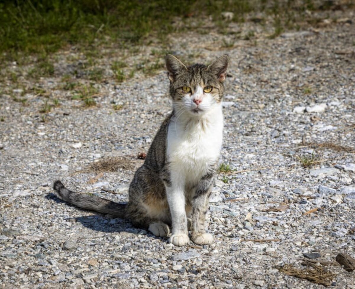 Katze am Lettengut