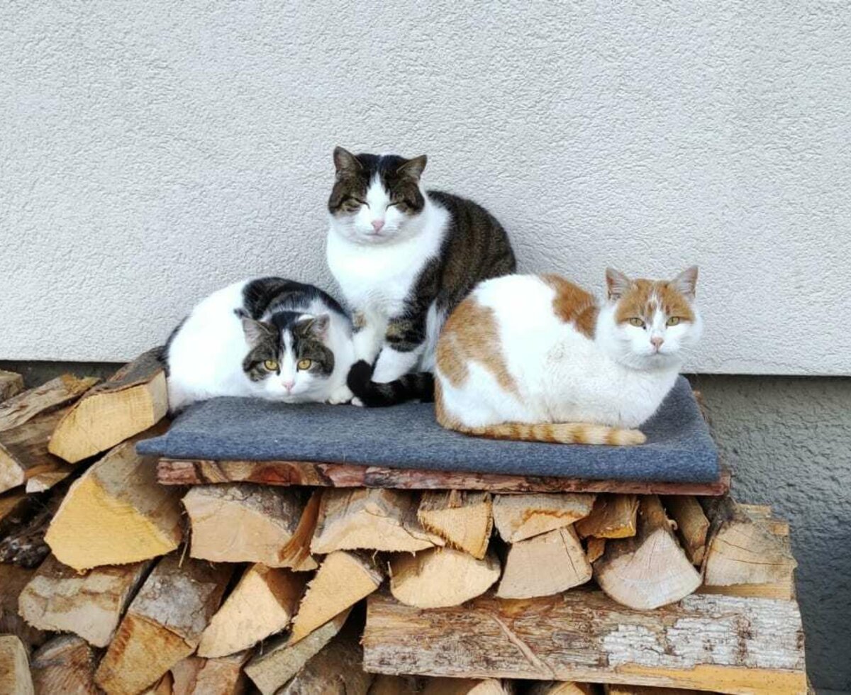 Katzen am Hof