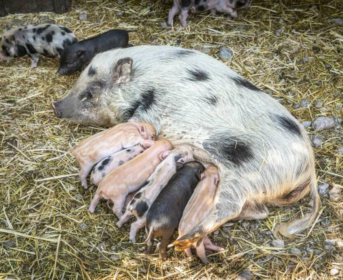 Unsere kleinen Ferkel