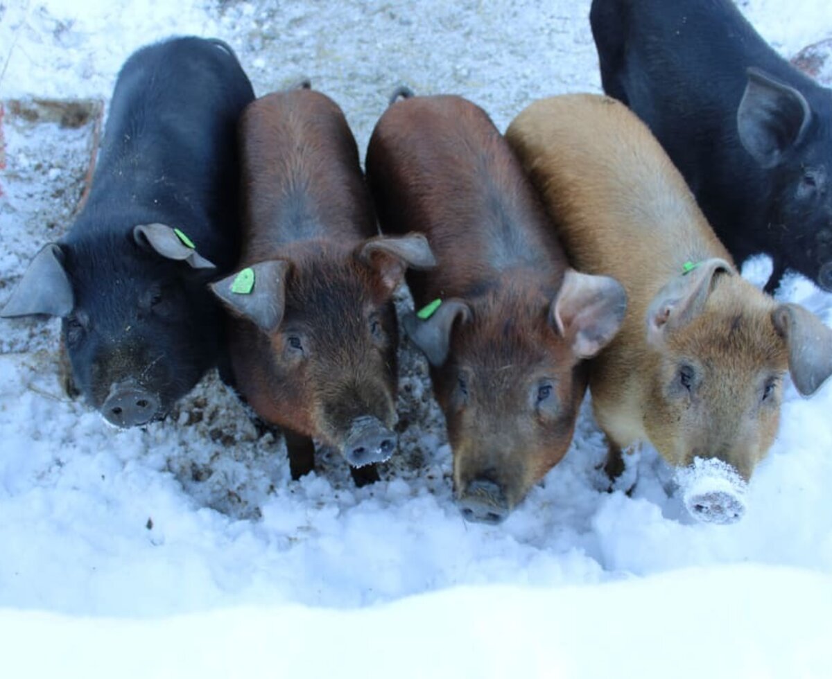 Duroc Schweine