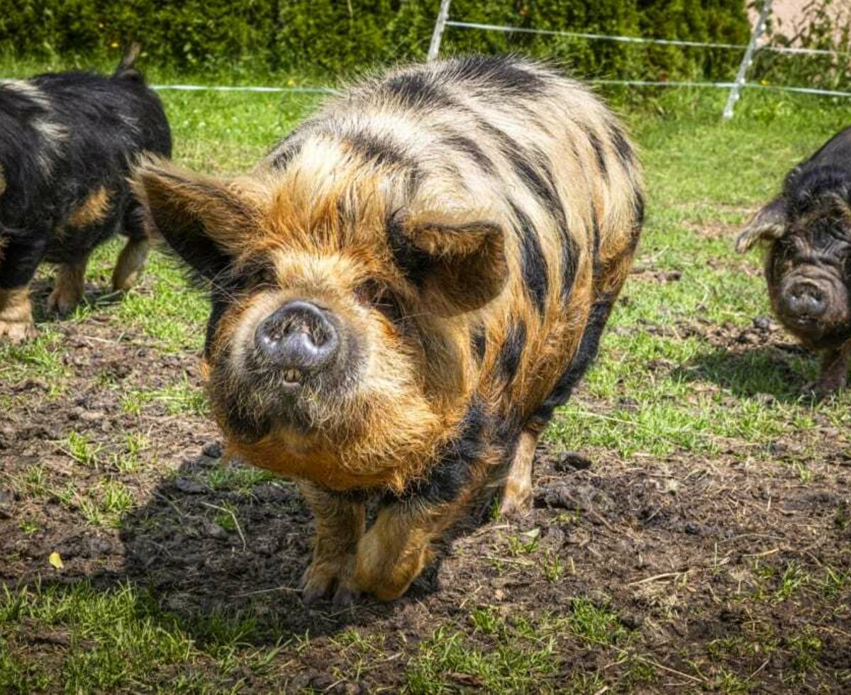 Kune Kune Schweine