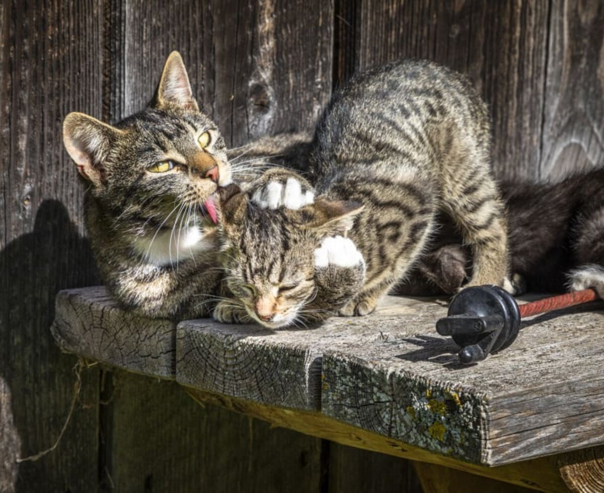 Katzen beim Putzen