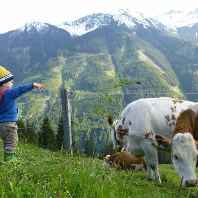 Kälber auf unsere Alm