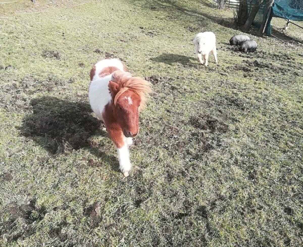 Lucky, Sammy, Susi und Klara