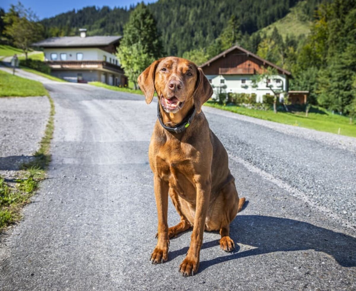 Unser Hund