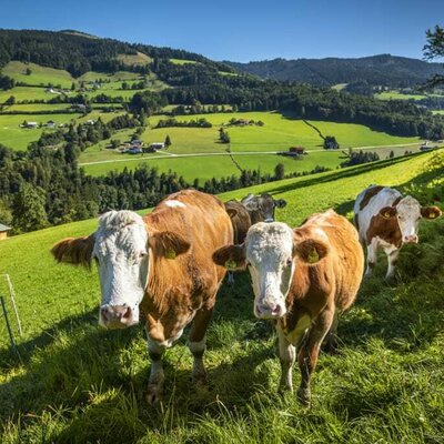 Die Nachbarn der Reithütte