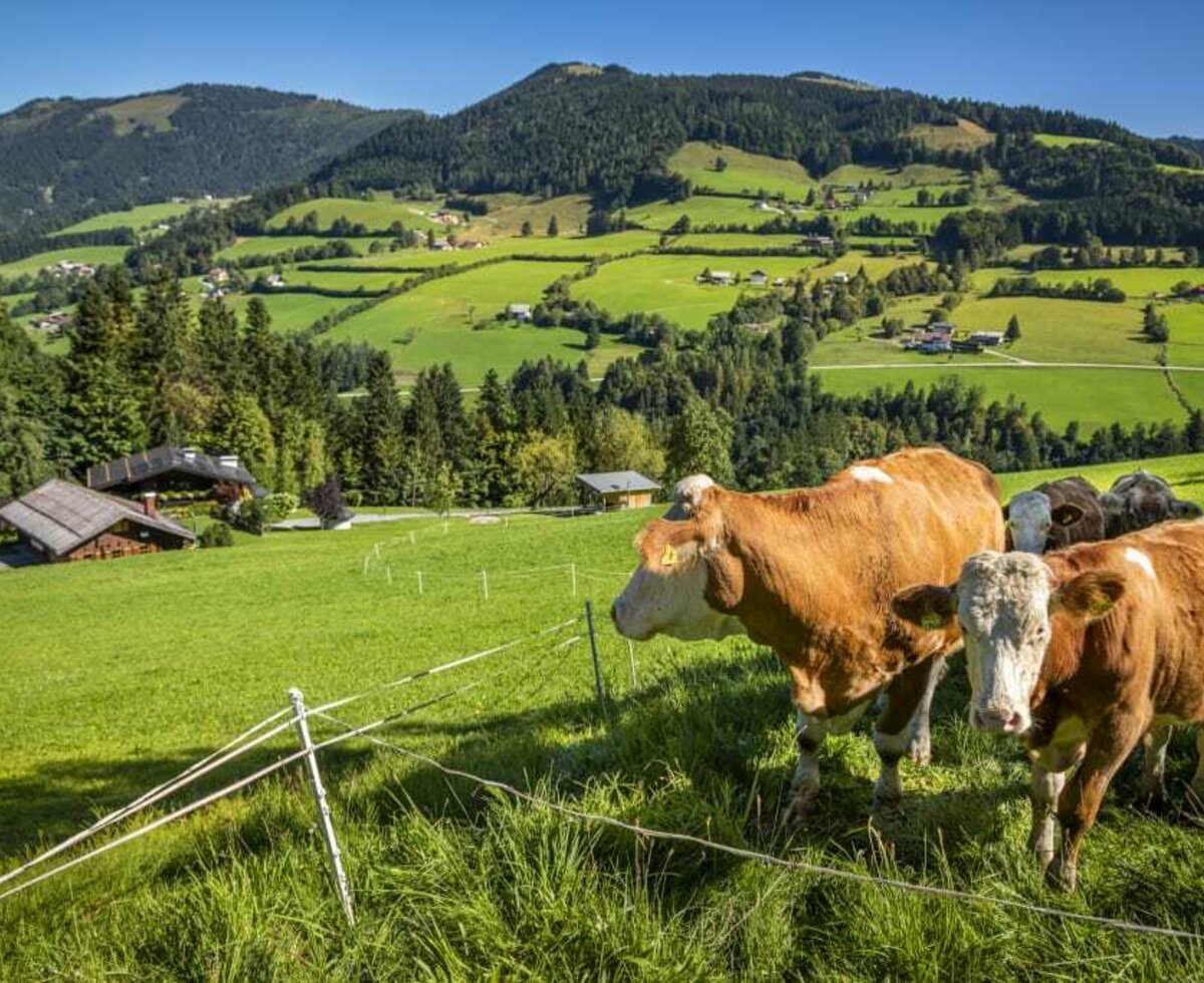 Die Nachbarn der Reithütte