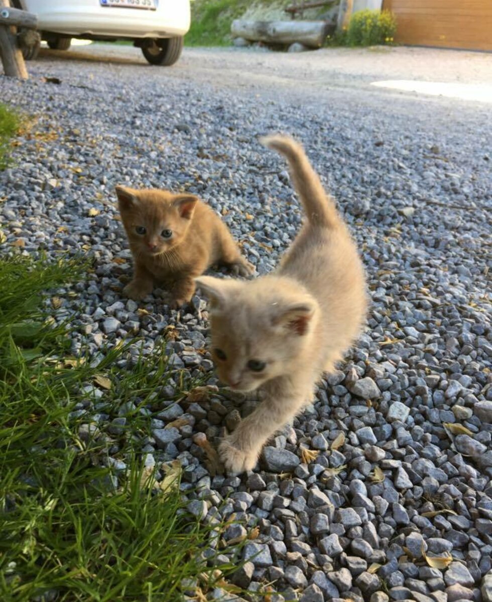 Jungkatzen