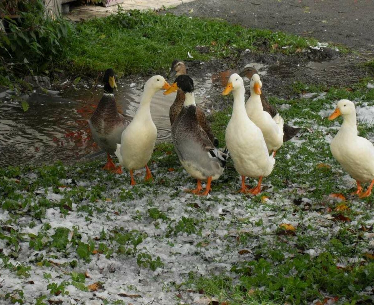 unsere Enten