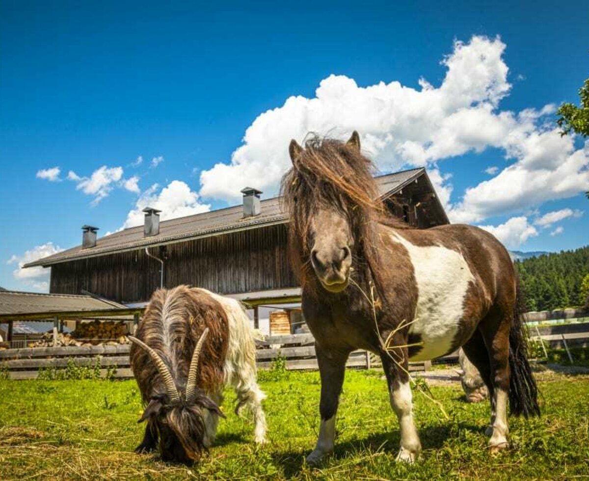 Pferd und Ziegenbock