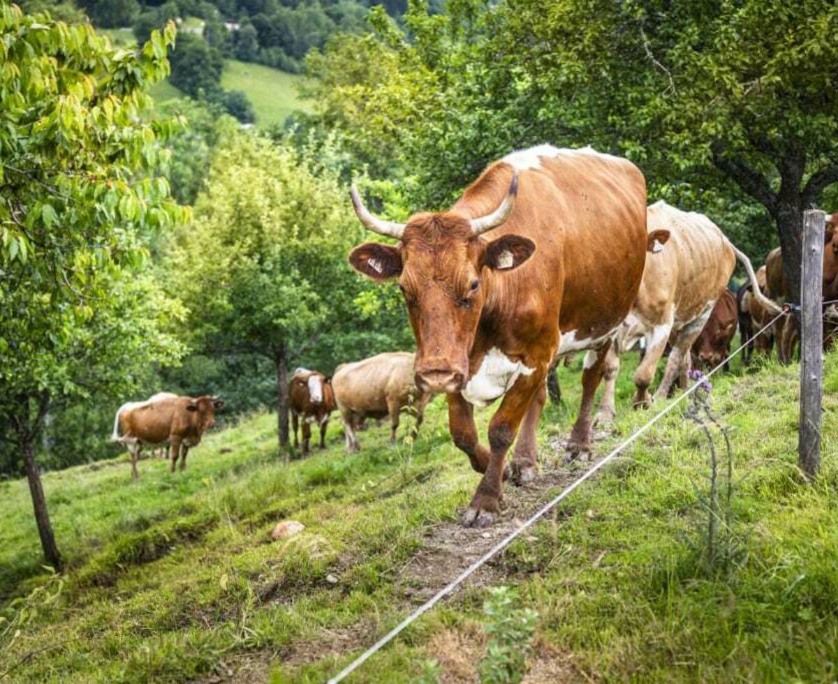 unsere Kühe auf der Weide