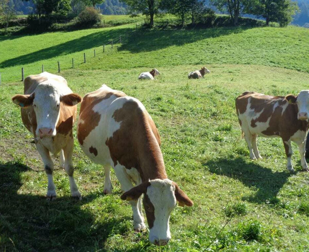 Unsere Kühe auf der Weide