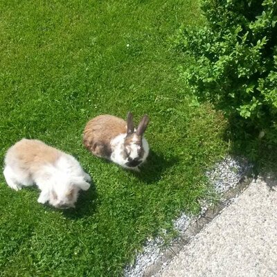 Unsere 2 Hasen im Garten Fix und Foxi