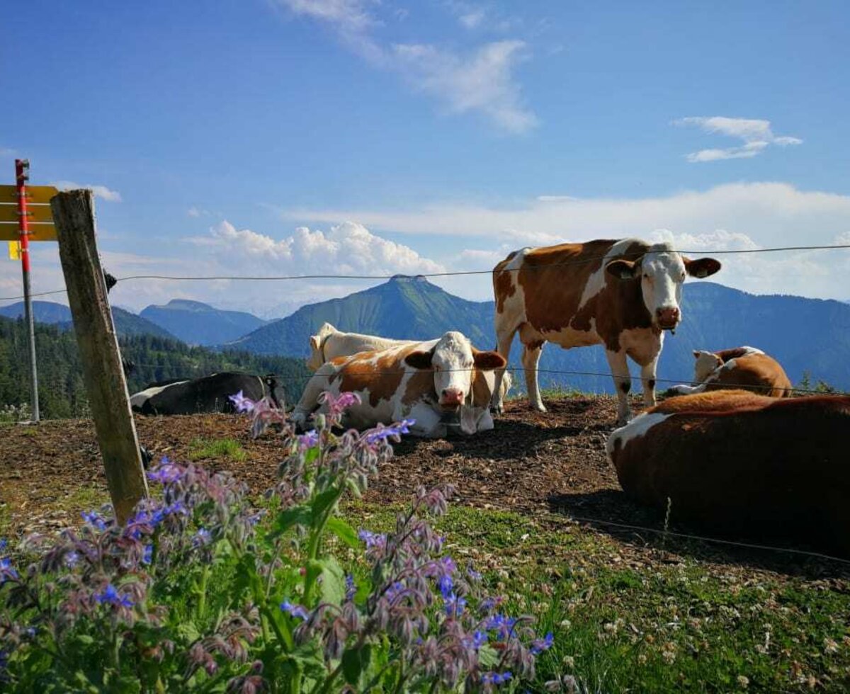 Glückliche Alm Kühe auf der Spielbergalm