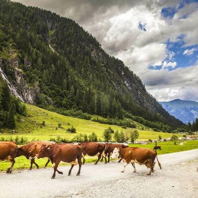 Unsere Alm ist im Sommer bewirtschaftet