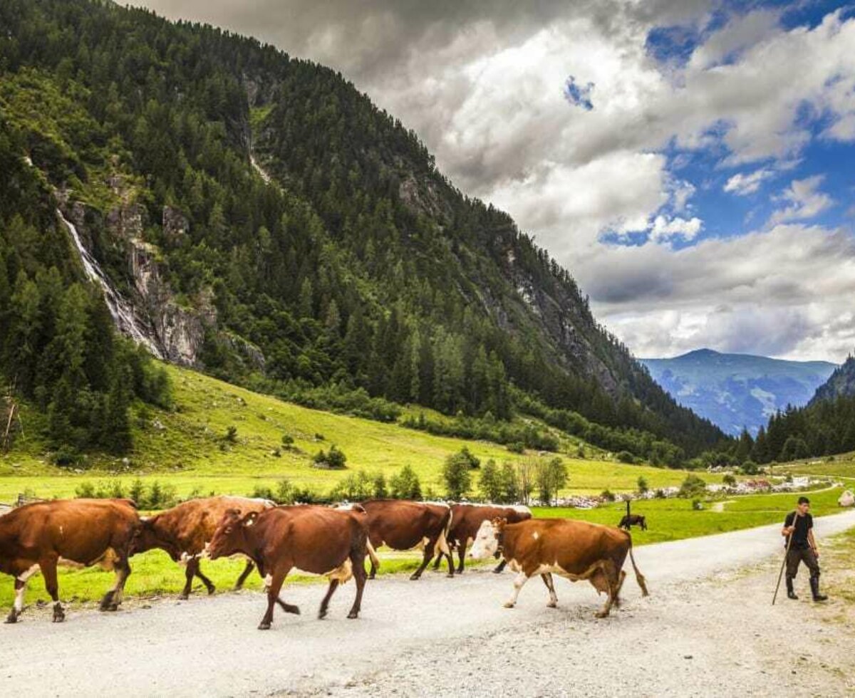 Unsere Alm ist im Sommer bewirtschaftet