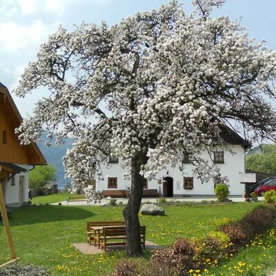 Ein gemüliches Platzerl befindet sich unter unserem alten Apfelbaum