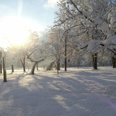 Bäume im Winterkleid