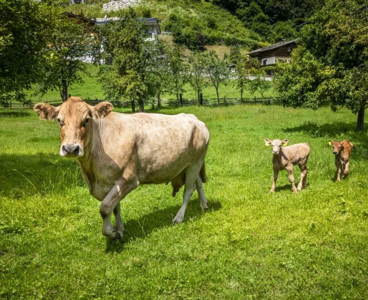 unsere Kühe