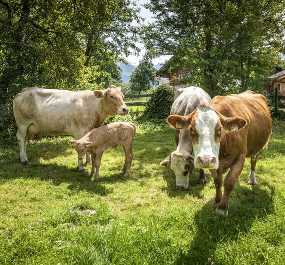 unsere Kühe