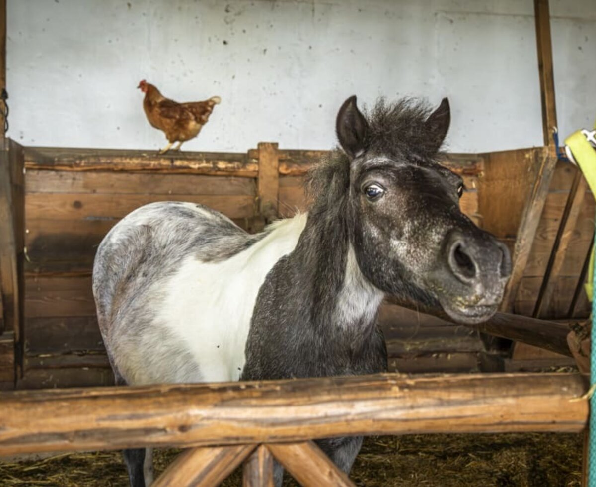 Unser Pferd