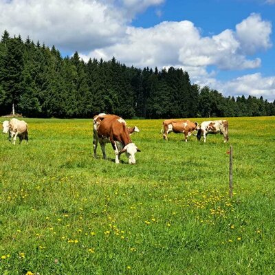 Unsere Kühe auf der Weide