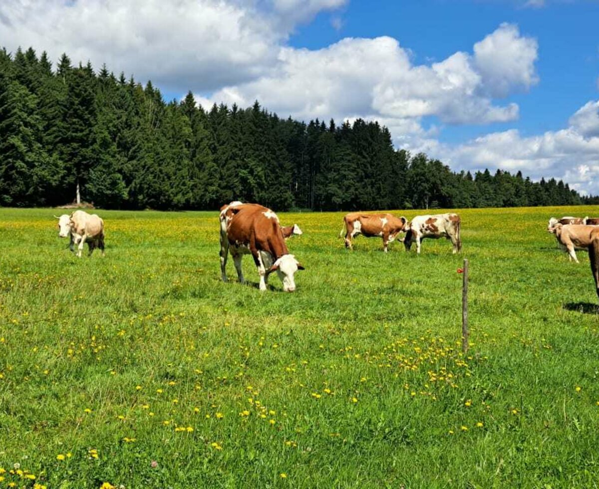 Unsere Kühe auf der Weide