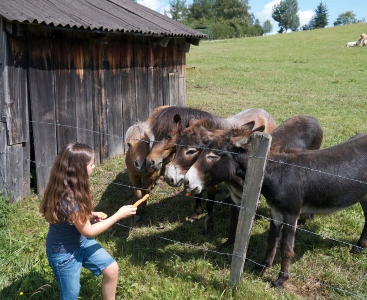 Tiere füttern