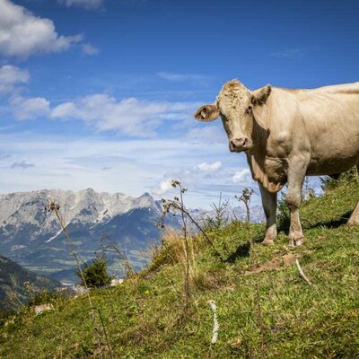 Kuh mit Ausblick