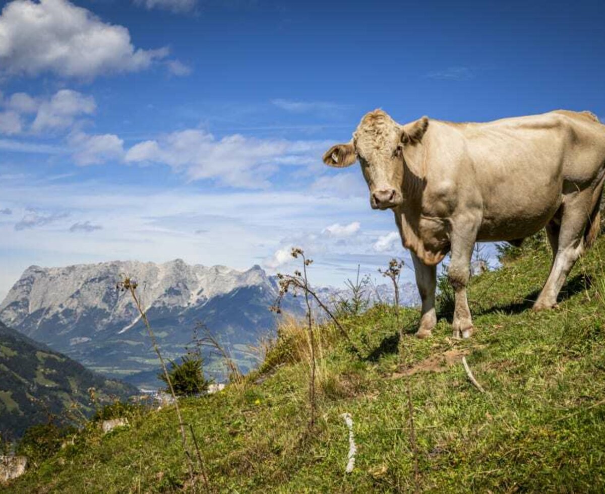 Kuh mit Ausblick