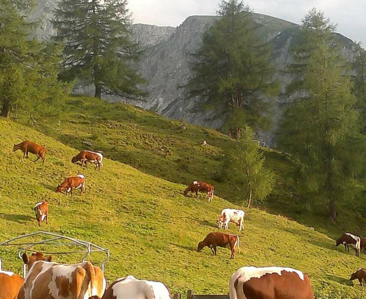 Unser Kühe machen auf unsere Alm auch Sommerurlaub