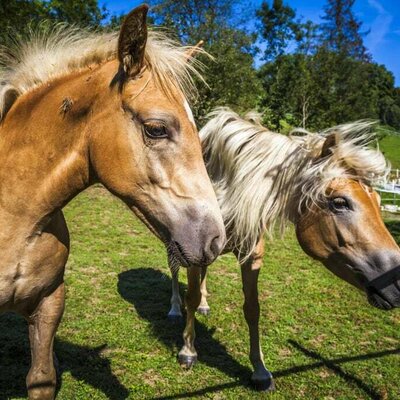 Haflinger Pferde