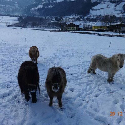 Ponys im Winter