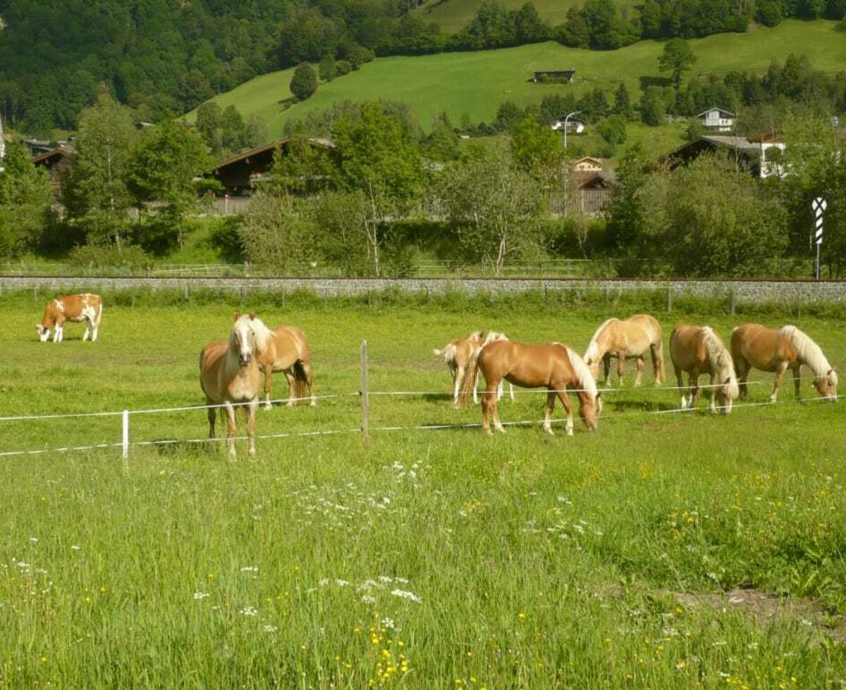 Unsere Pferde auf der Weide