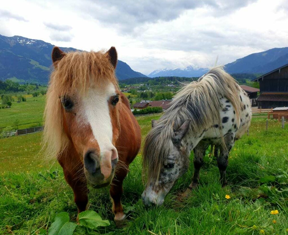 Ponys am Hof