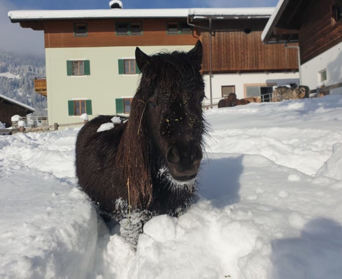 Pony im Winter