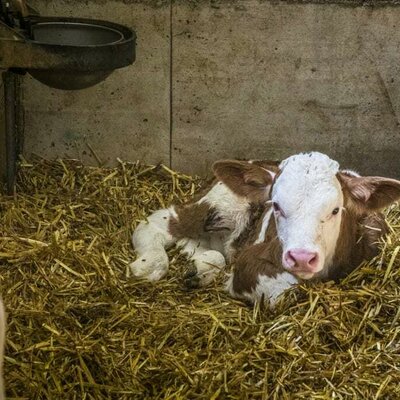 Kalb in Kälberbox